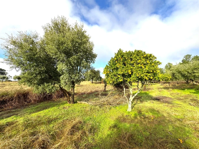 Quinta T0 para Venda em São Miguel de Acha Foto 12