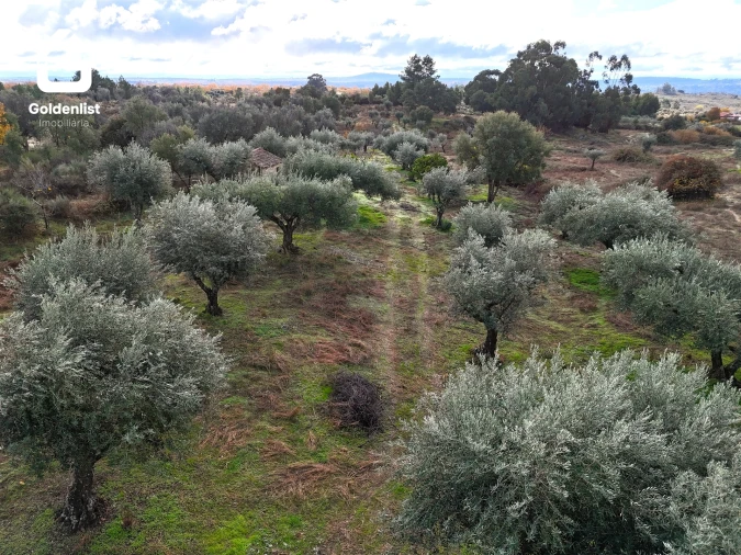 Quinta T0 para Venda em São Miguel de Acha Foto 18