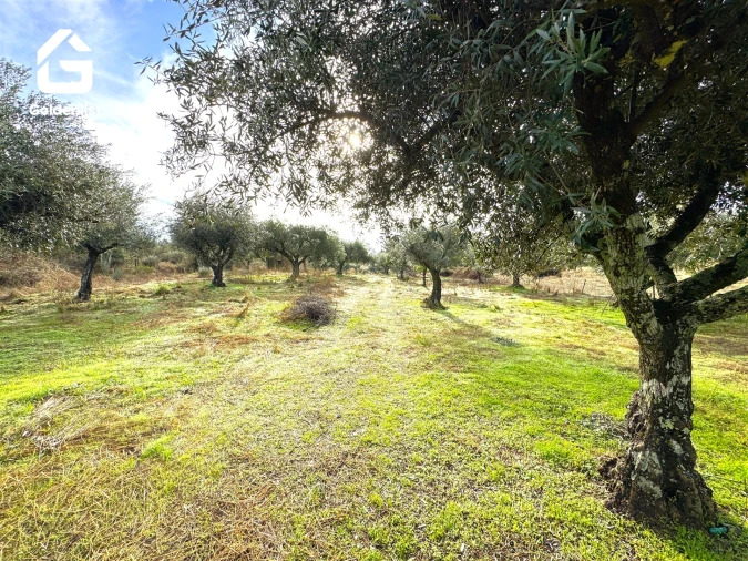 Quinta T0 para Venda em São Miguel de Acha Foto 13