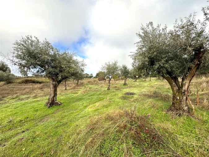 Quinta T0 para Venda em São Miguel de Acha Foto 32