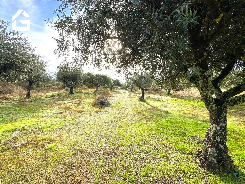 Quinta T0 para Venda em São Miguel de Acha Foto 13