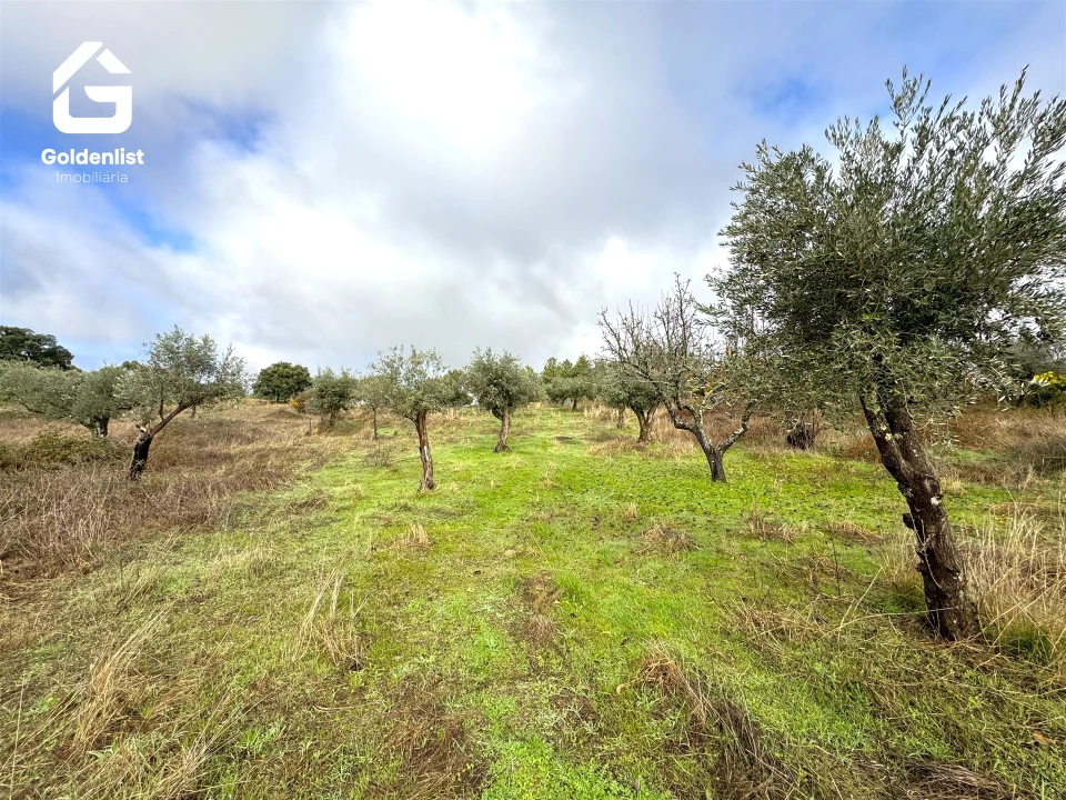 Quinta T0 para Venda em São Miguel de Acha Foto 31