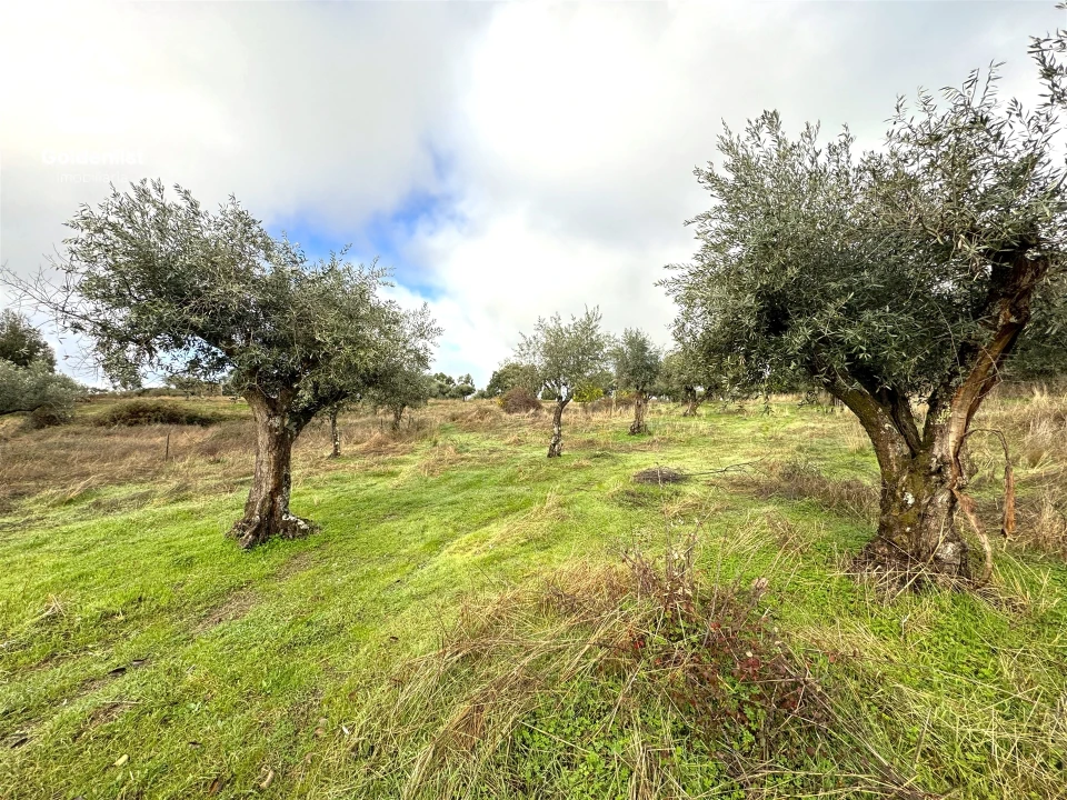 Quinta T0 para Venda em São Miguel de Acha Foto 32