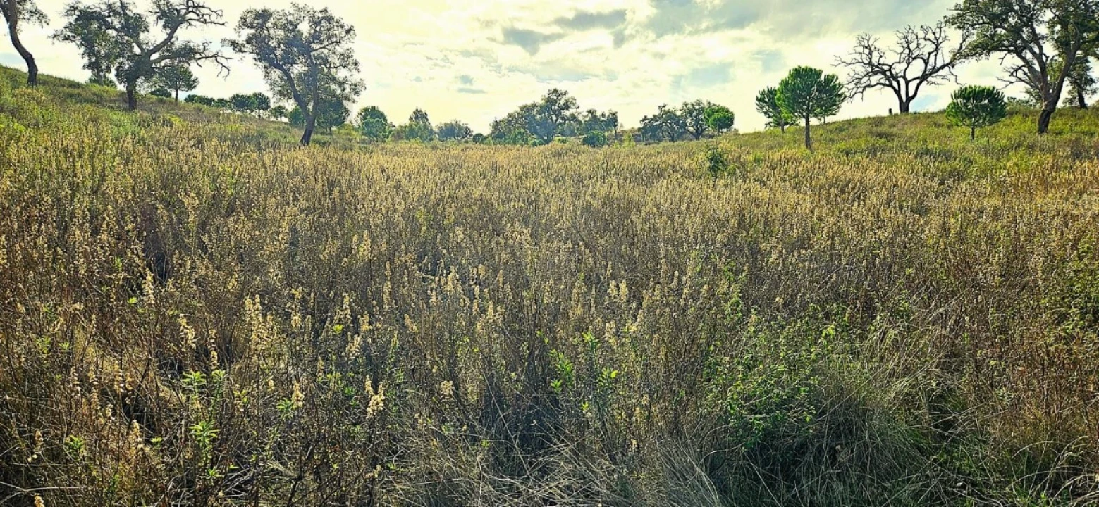 Terreno para Venda em Grândola e Santa Margarida da Serra Foto 17