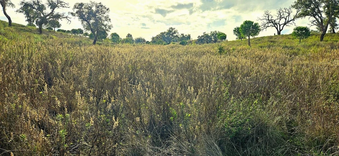 Terreno para Venda em Grândola e Santa Margarida da Serra Foto 17