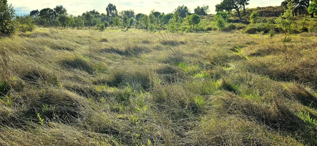 Terreno para Venda em Grândola e Santa Margarida da Serra Foto 18