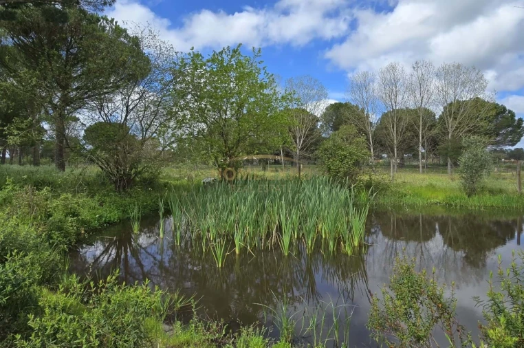 Quinta T4 para Venda em Grândola e Santa Margarida da Serra Foto 40