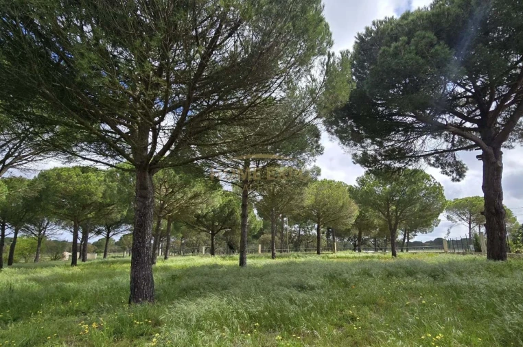 Quinta T4 para Venda em Grândola e Santa Margarida da Serra Foto 36