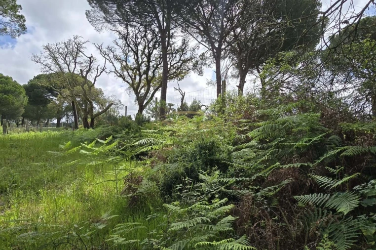 Quinta T4 para Venda em Grândola e Santa Margarida da Serra Foto 33