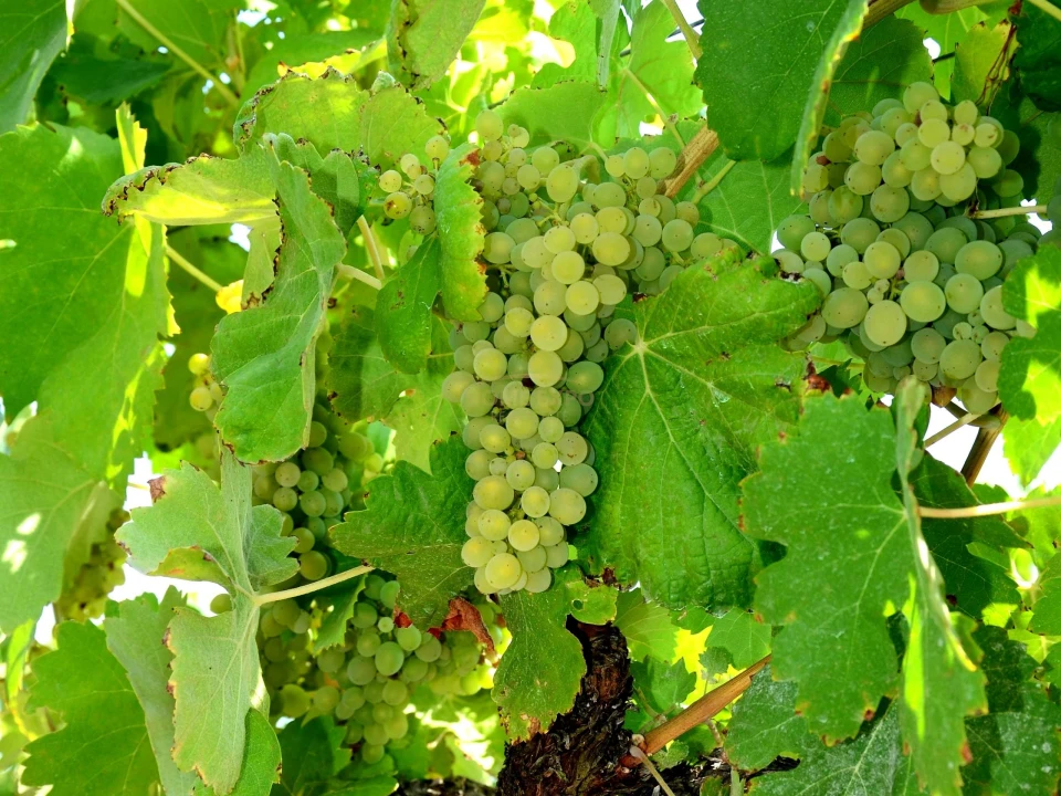 Terreno Agricola ou Rústico para Venda em Vila da Ponte Foto 11