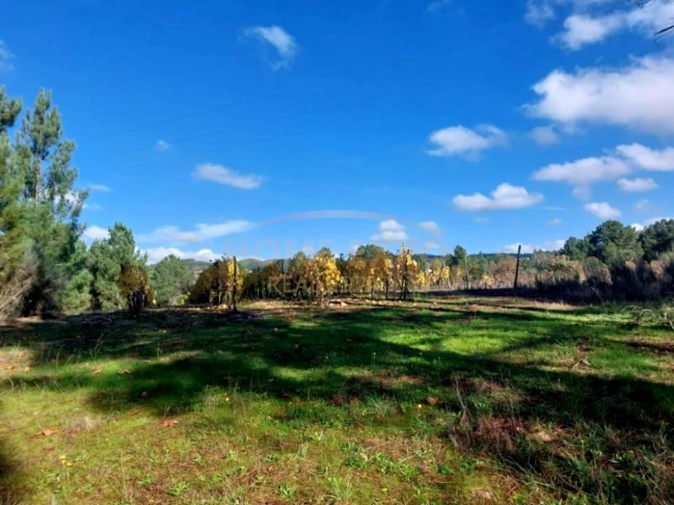 Terreno Agricola ou Rústico para Venda em Vila da Ponte Foto 1