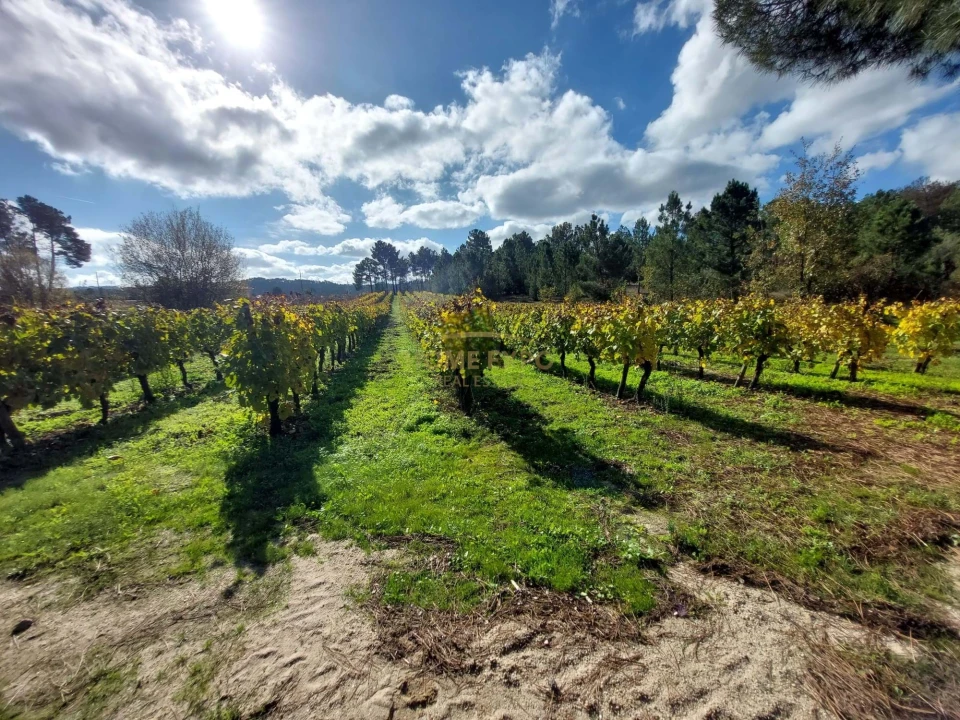 Terreno Agricola ou Rústico para Venda em Vila da Ponte Foto 9
