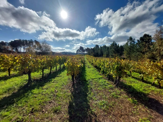 Terreno Agricola ou Rústico para Venda em Vila da Ponte Foto 10
