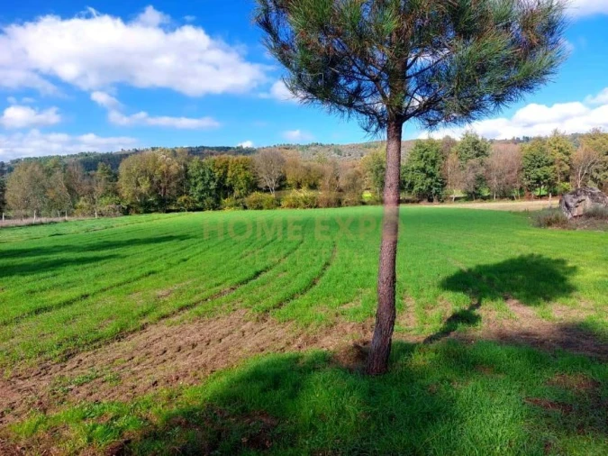 Terreno Agricola ou Rústico para Venda em Vila da Ponte Foto 4