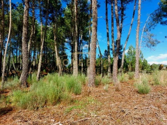 Terreno Agricola ou Rústico para Venda em Vila da Ponte Foto 2