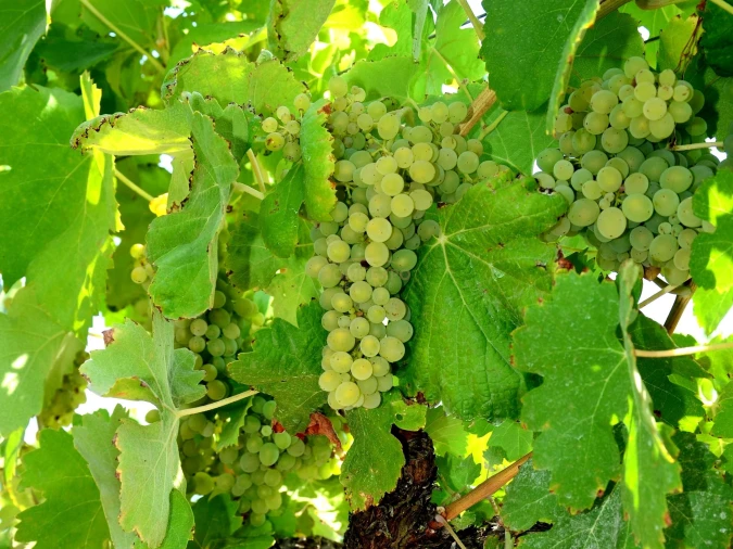 Terreno Agricola ou Rústico para Venda em Vila da Ponte Foto 11