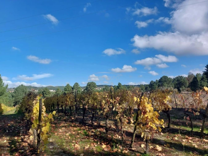 Terreno Agricola ou Rústico para Venda em Vila da Ponte Foto 7