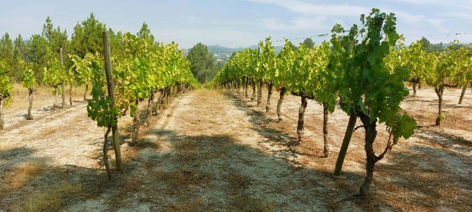 Terreno Agricola ou Rústico para Venda em Vila da Ponte Foto 13