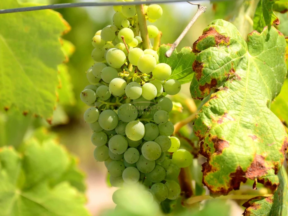 Terreno Agricola ou Rústico para Venda em Vila da Ponte Foto 12
