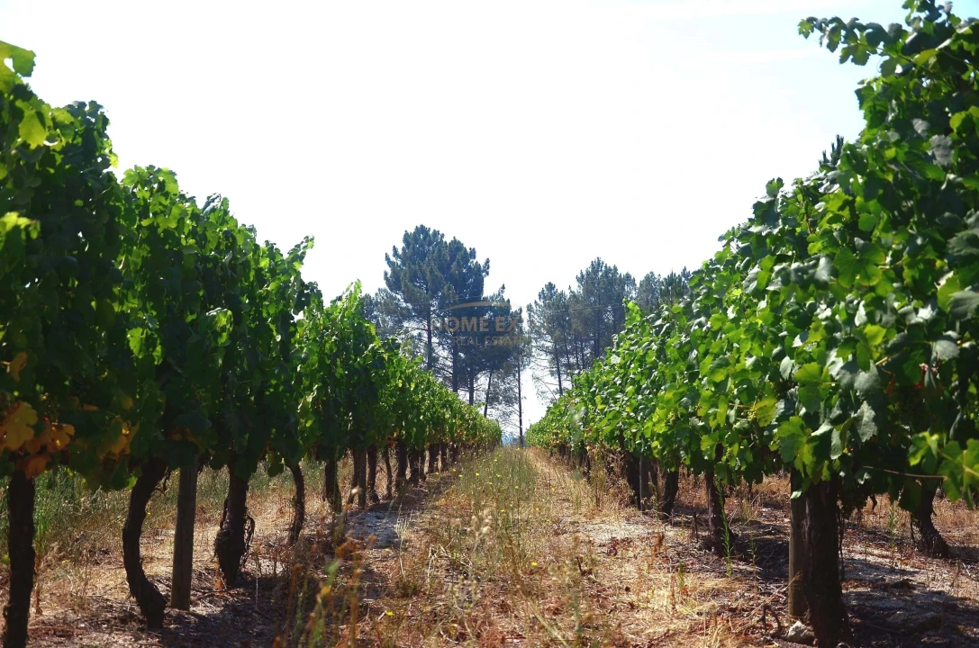 Terreno Agricola ou Rústico para Venda em Vila da Ponte Foto 8