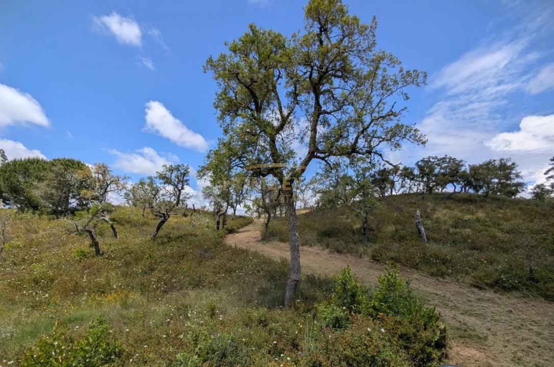 Terreno Agricola ou Rústico para Venda em Grândola e Santa Margarida da Serra Foto 4