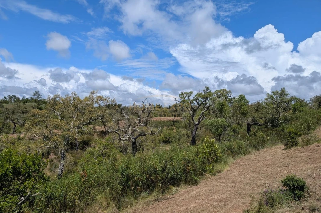 Terreno Agricola ou Rústico para Venda em Grândola e Santa Margarida da Serra Foto 11
