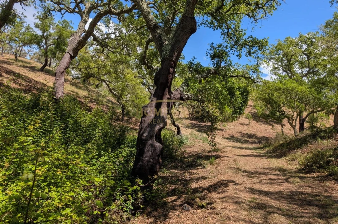 Terreno Agricola ou Rústico para Venda em Grândola e Santa Margarida da Serra Foto 14