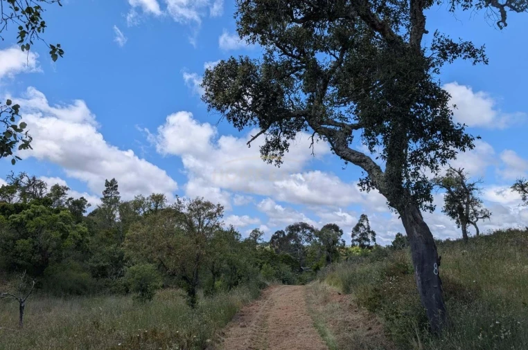 Terreno Agricola ou Rústico para Venda em Grândola e Santa Margarida da Serra Foto 15