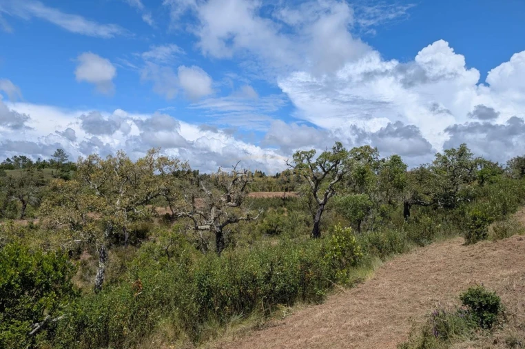 Terreno Agricola ou Rústico para Venda em Grândola e Santa Margarida da Serra Foto 11