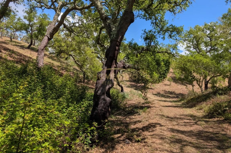 Terreno Agricola ou Rústico para Venda em Grândola e Santa Margarida da Serra Foto 14