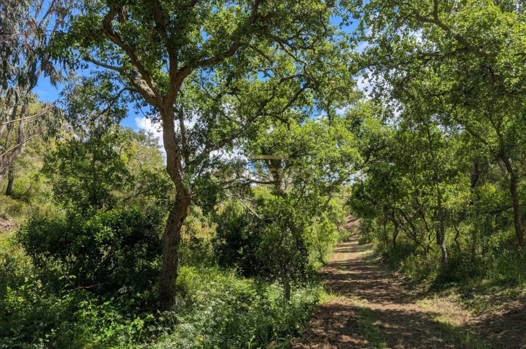 Terreno Agricola ou Rústico para Venda em Grândola e Santa Margarida da Serra Foto 13