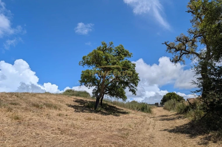 Terreno Agricola ou Rústico para Venda em Grândola e Santa Margarida da Serra Foto 3