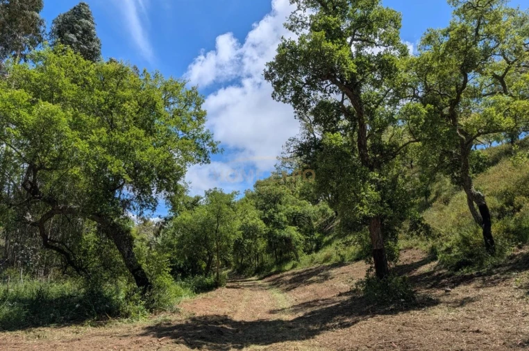 Terreno Agricola ou Rústico para Venda em Grândola e Santa Margarida da Serra Foto 8