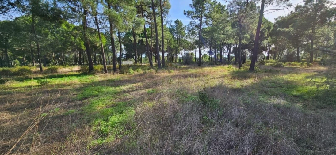 Terreno para Venda em Melides Foto 9