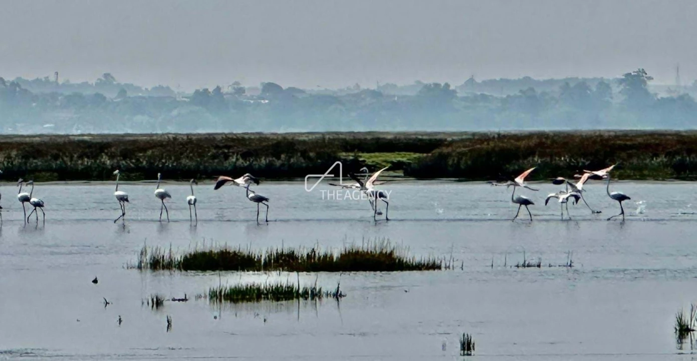 Quinta T10 para Venda em Ovar, São João, Arada e São Vicente de Pereira Jusã Foto 42