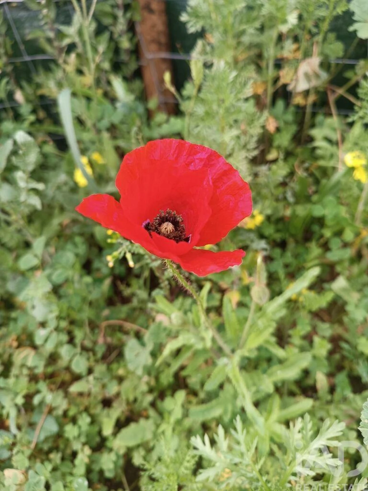 Terreno para Venda em Budens Foto 17