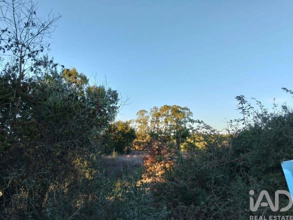 Terreno para Venda em Almoster Foto 10