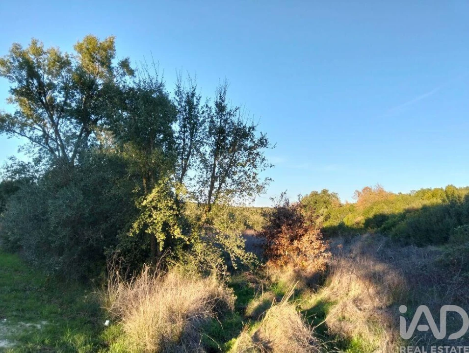 Terreno para Venda em Almoster Foto 4