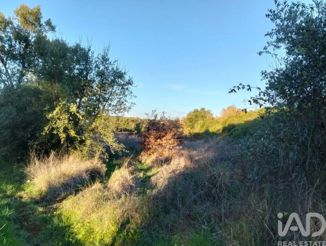 Terreno para Venda em Almoster Foto 3