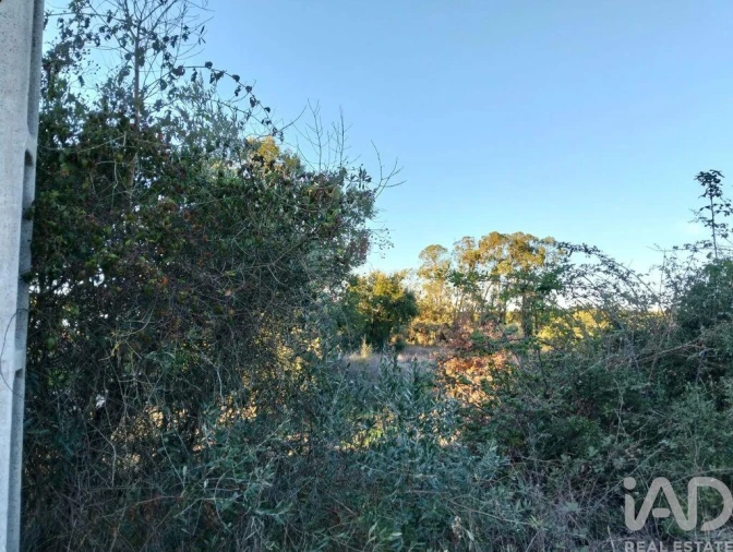 Terreno para Venda em Almoster Foto 5