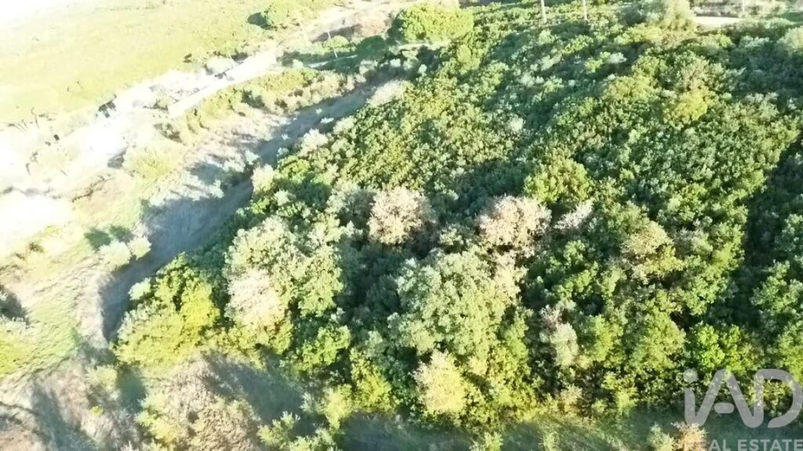 Terreno para Venda em Almoster Foto 22