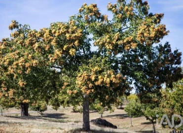 Terreno para Venda em Oliveira do Hospital e São Paio de Gramaços