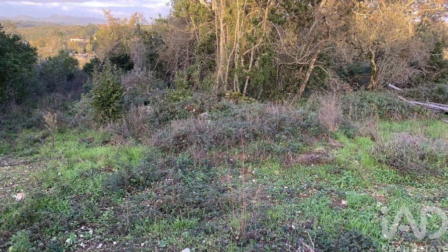 Terreno para Venda em Pombal Foto 10