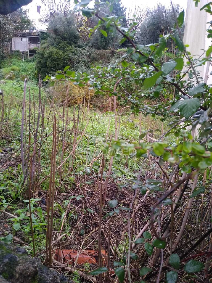 Terreno para Venda em Ribeira de Nisa e Carreiras Foto 4