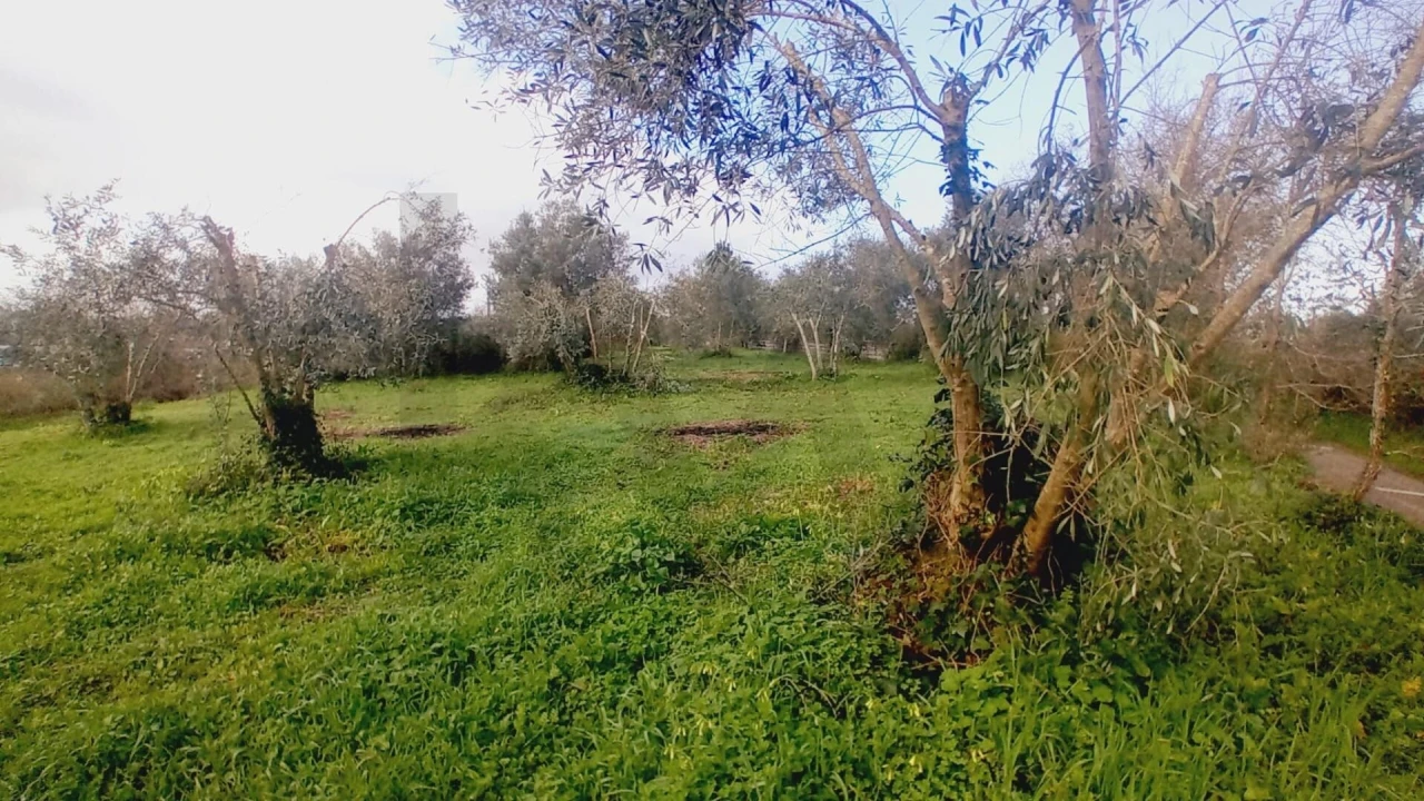 Terreno para Venda em Soure Foto 14