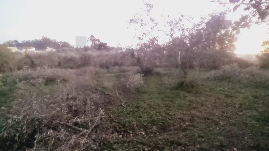 Terreno para Venda em Soure Foto 5