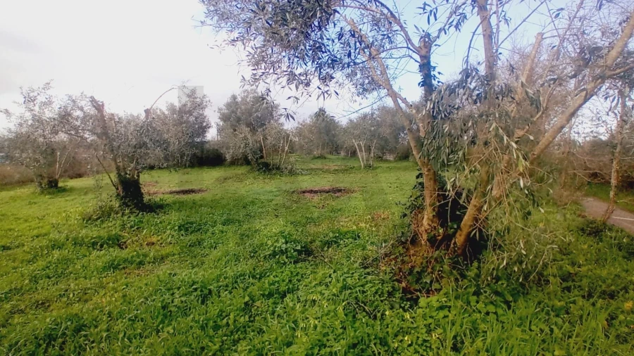 Terreno para Venda em Soure Foto 14