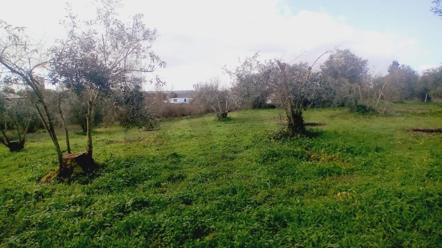 Terreno para Venda em Soure Foto 11