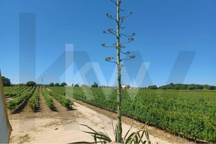 Quinta T4 para Venda em Carvoeira e Carmões Foto 13