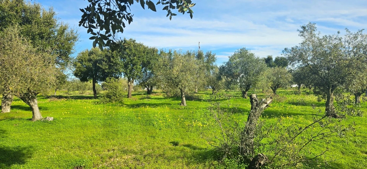 Terreno para Venda em Melides Foto 3